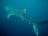 Djibouti - Whale Shark - 16